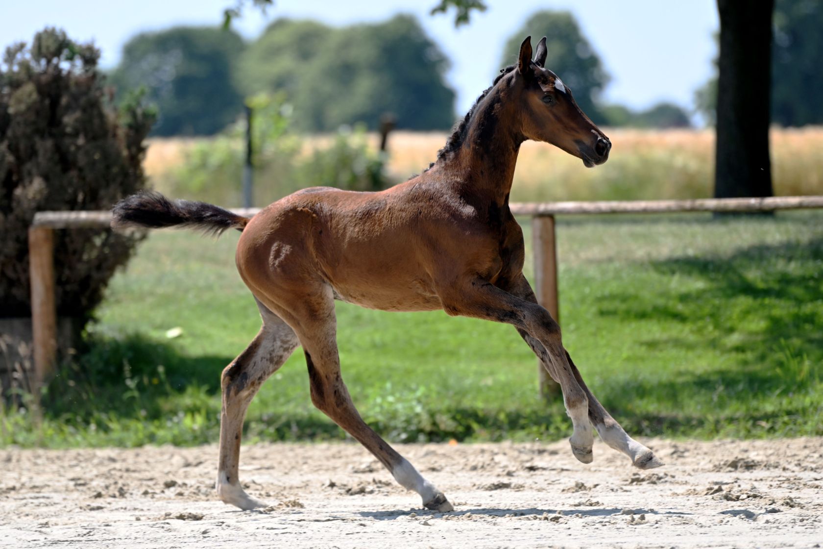 DALLOON Z - Brother to Jos Verlooy's super star BALLOON sired by 